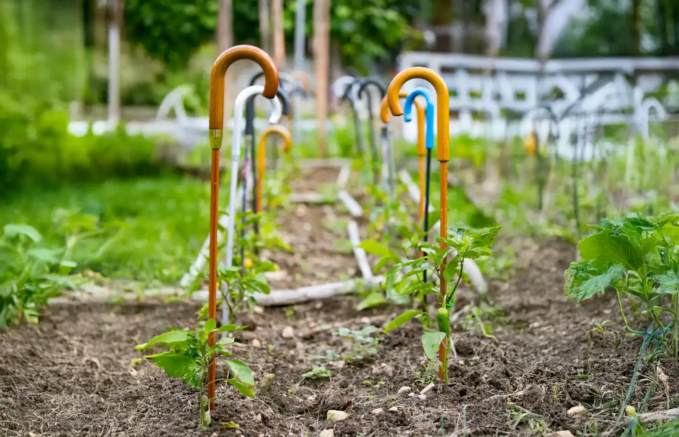 Cannes de marche réutilisées comme supports pour plantes dans un jardin, illustrant une décoration récup’ et écologique.