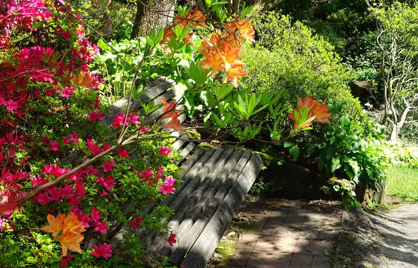 Banc en bois entouré de fleurs colorées et de feuillage dans un jardin sensoriel, créant un espace relaxant et apaisant.