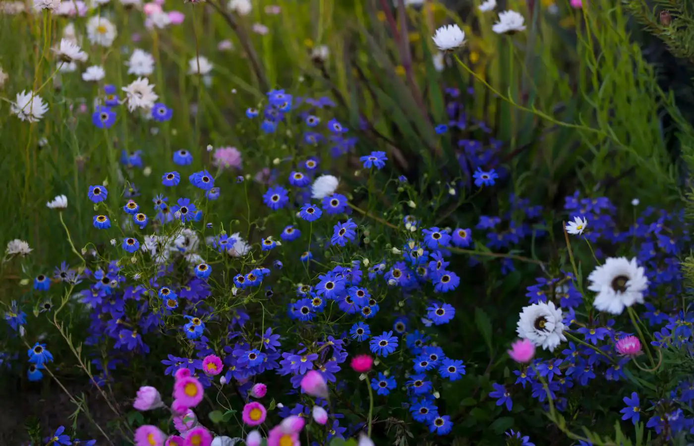 Fleurs sauvages colorées dans un jardin, illustrant la biodiversité et la beauté d'un espace écologique et naturel.