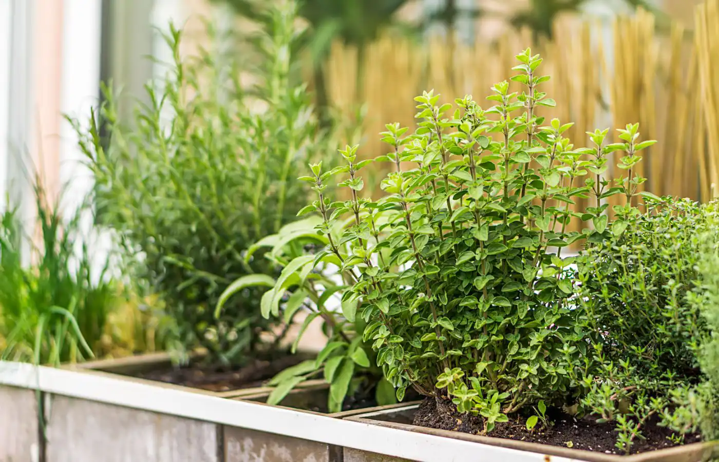 Jardin aromatique en jardinière avec diverses herbes comme le romarin et la sauge, cultivées en extérieur pour un usage culinaire et décoratif.