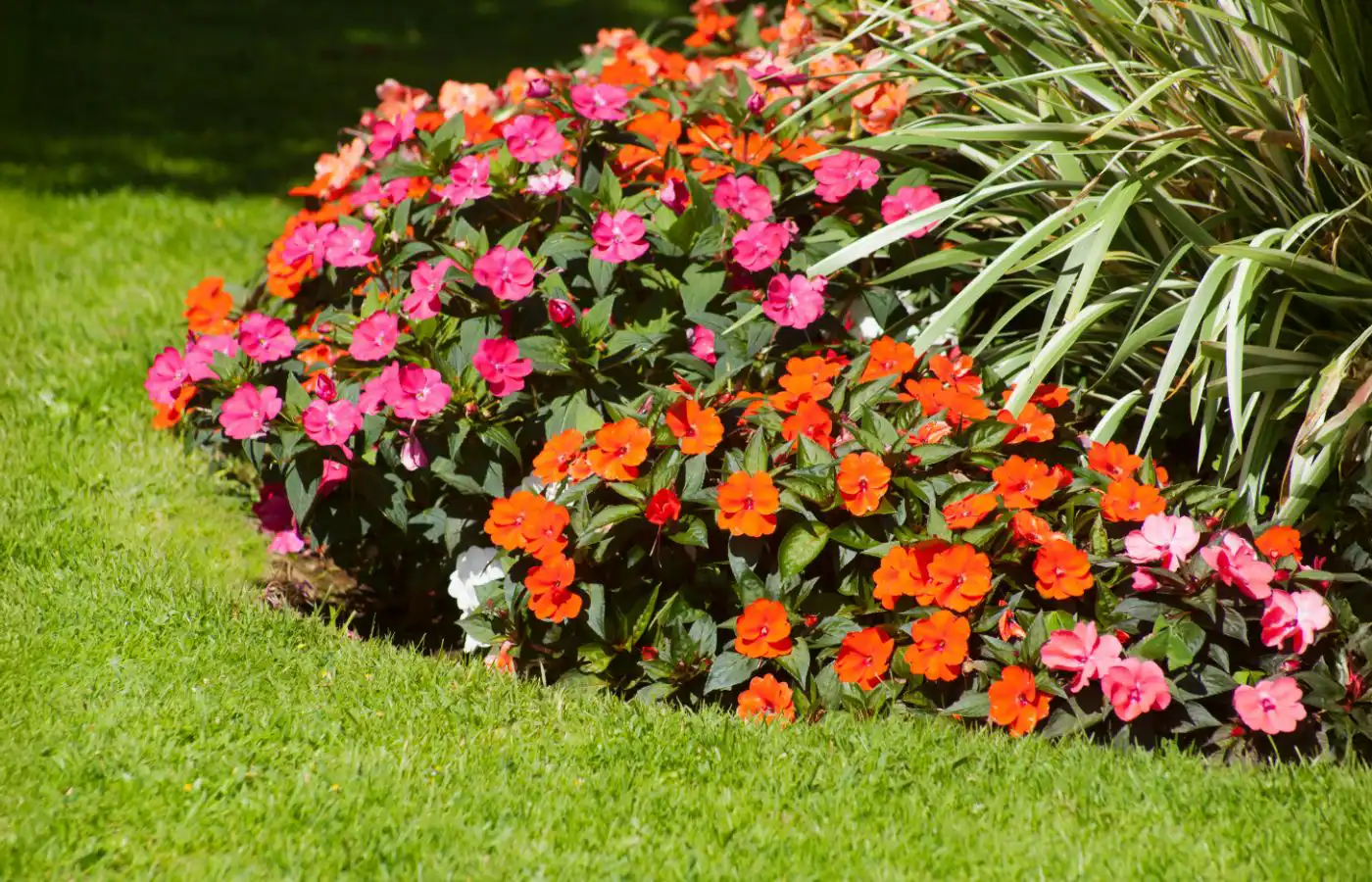 Parterre de fleurs coloré avec des fleurs roses et oranges dans un jardin verdoyant, créant un contraste vibrant et attrayant.