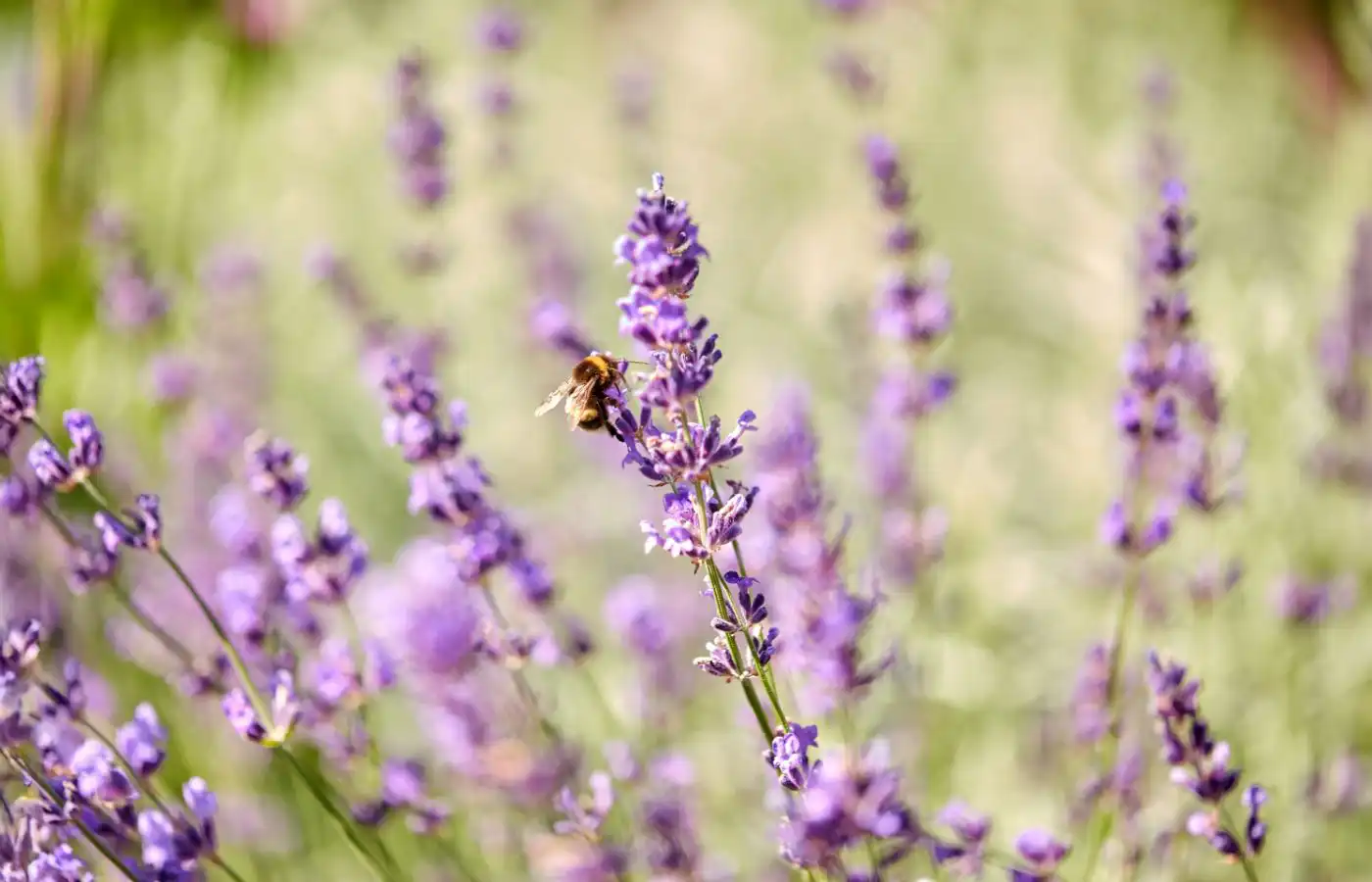Abeille butinant une fleur de lavande dans un jardin mellifère, illustrant l'importance des plantes mellifères pour les pollinisateurs.